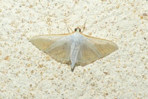 Palpita vitrealis